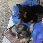 Bed & Breakfast Il Gatto Nero
