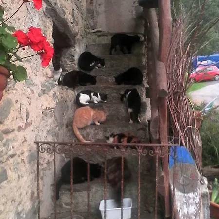 Il Gatto Nero