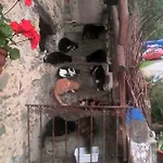 Il Gatto Nero