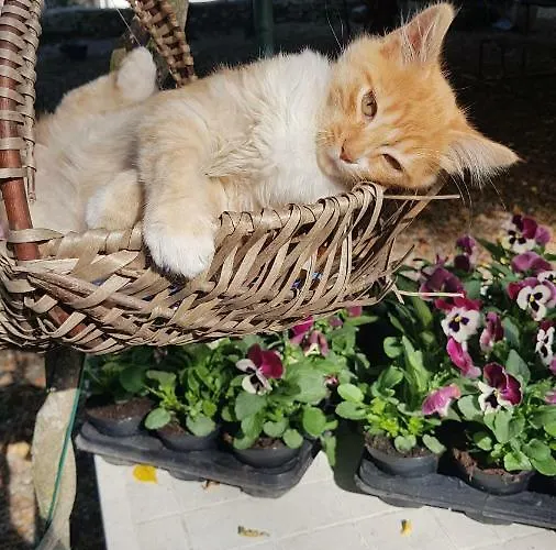 Il Gatto Nero * 카스텔베카나