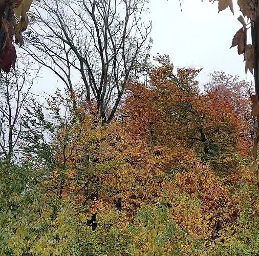 Il Gatto Nero Bed and breakfast *